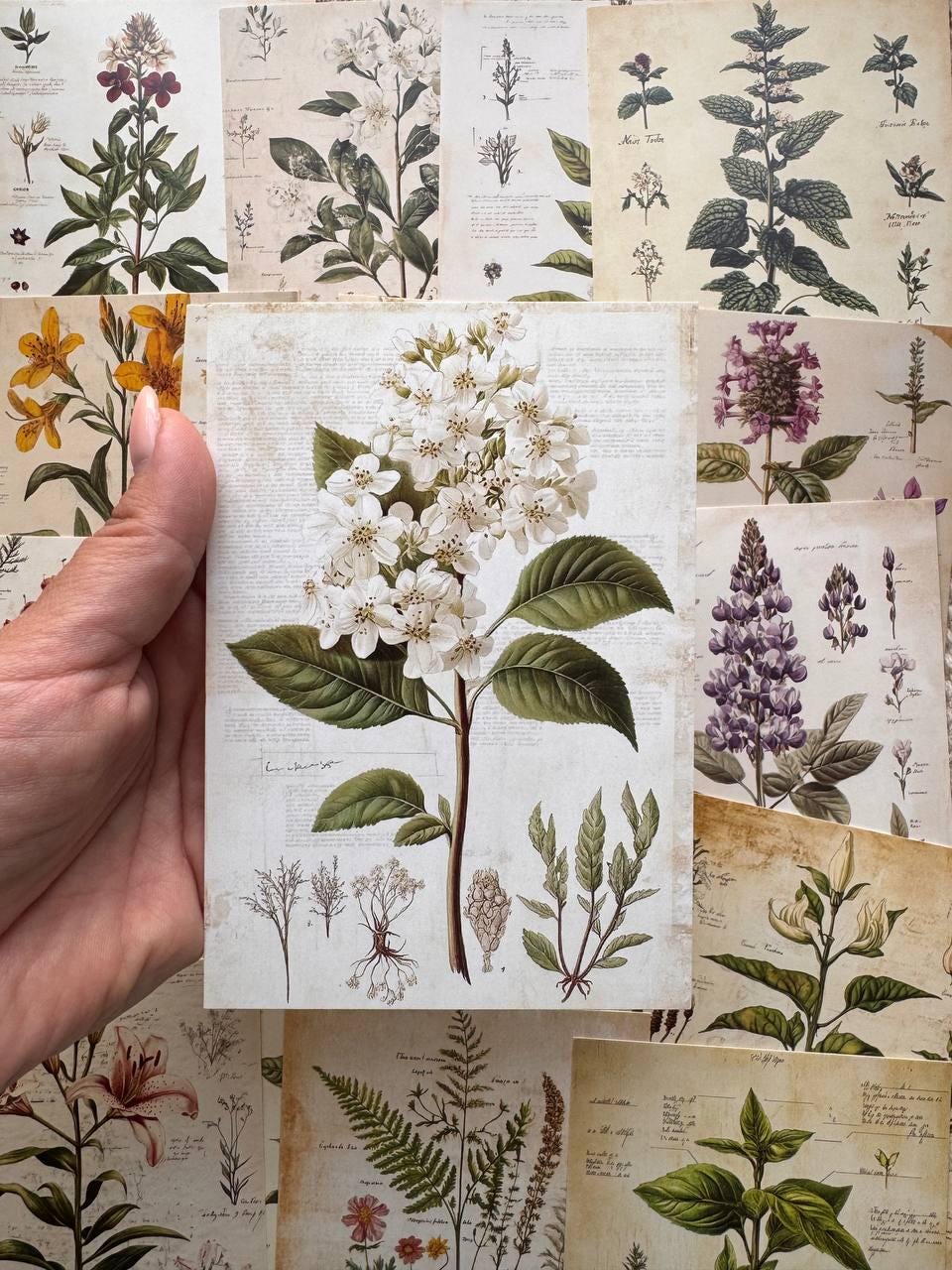 Set of 20, Vintage Botanical Postcard , Botanical Ephemera Cards, Junk Journal Supplies, Nature Collage Cards
