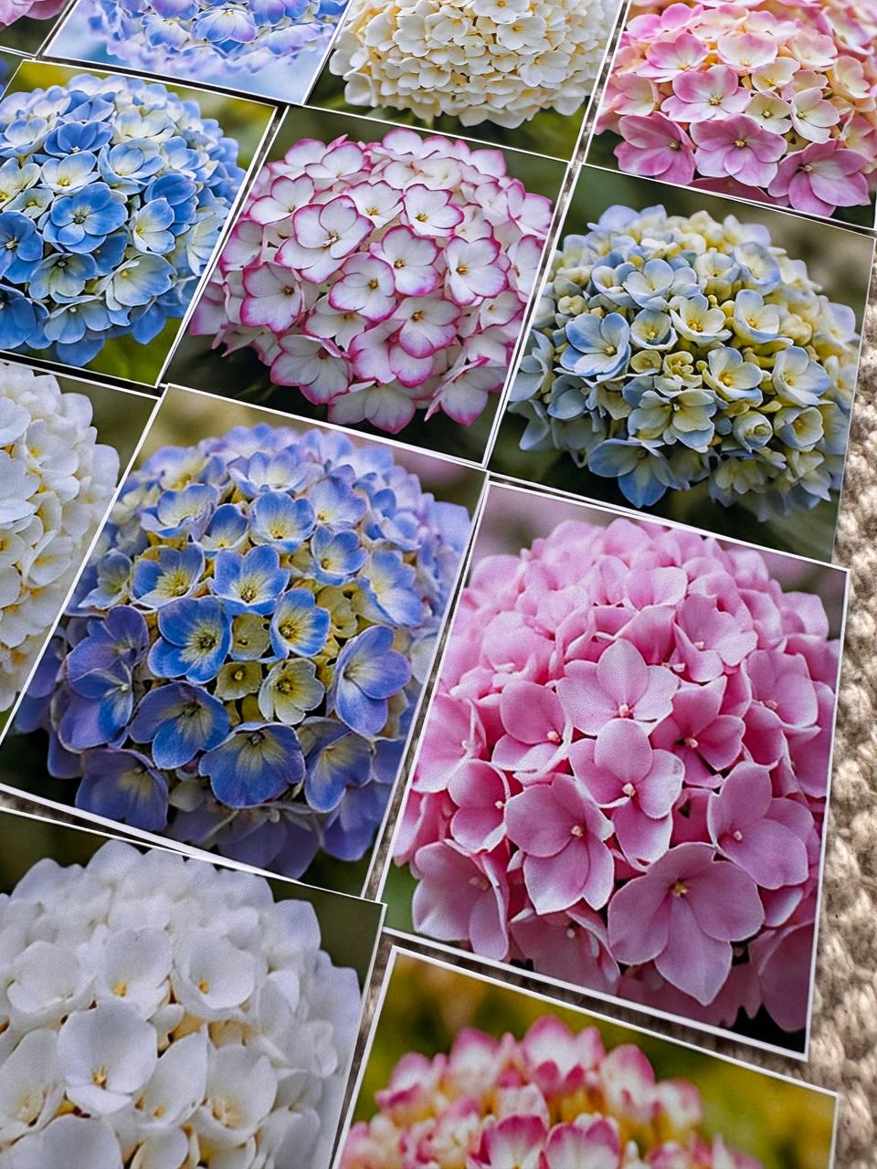 Set of 30 Hydrangea Stickers Set, Floral Die Cuts, Botanical Flower Stickers, Pink Blue Hydrangea Ephemera, Junk Journal Scrapbook Pack