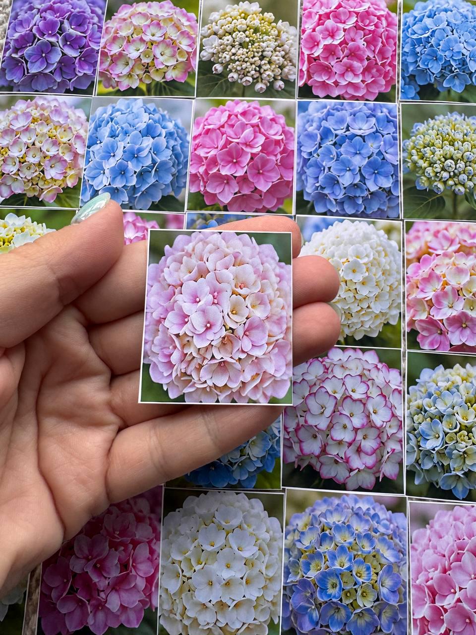 Set of 30 Hydrangea Stickers Set, Floral Die Cuts, Botanical Flower Stickers, Pink Blue Hydrangea Ephemera, Junk Journal Scrapbook Pack