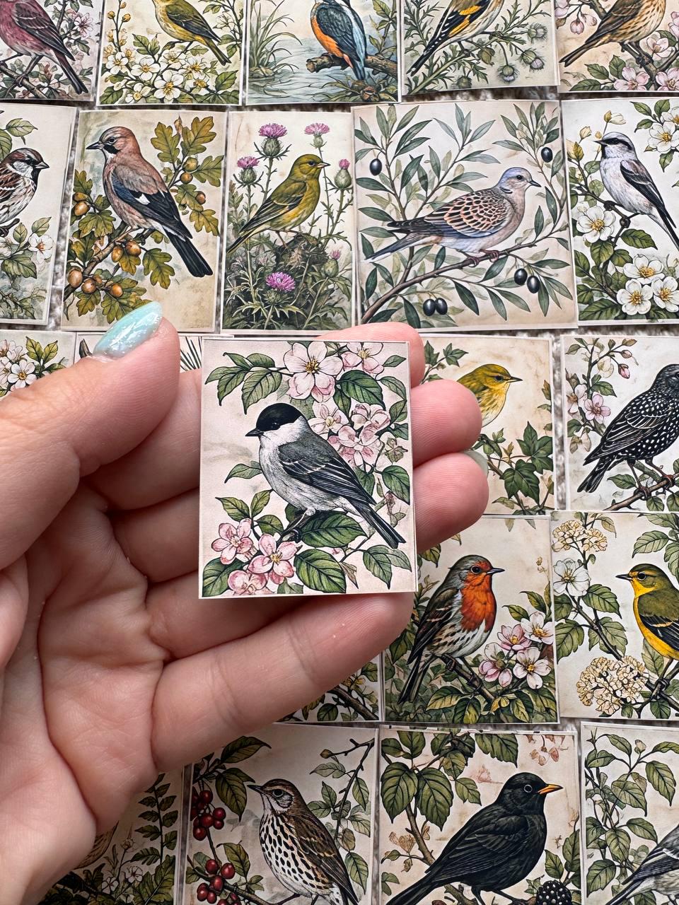 Set of 30 Vintage Bird Stickers Set, Botanical Bird Die Cuts, Cottagecore Scrapbook Stickers, Nature Journal Ephemera, Woodland Birds Pack