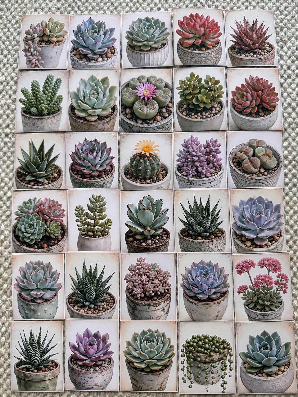 Set of 30 Succulent Stickers Set, Cactus & Succulent Die Cuts, Botanical Planner, Plant Lover Scrapbook Ephemera, Cottagecore Journal Pack