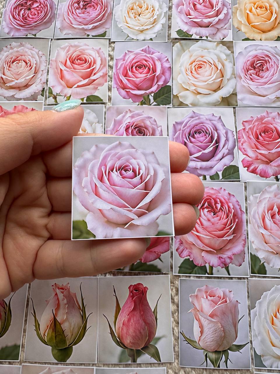 Set of 30 Rose Stickers Set, Pink Rose Die Cuts, Floral Journal Stickers, Vintage Rose Ephemera, Scrapbook Planner Stickers Pack