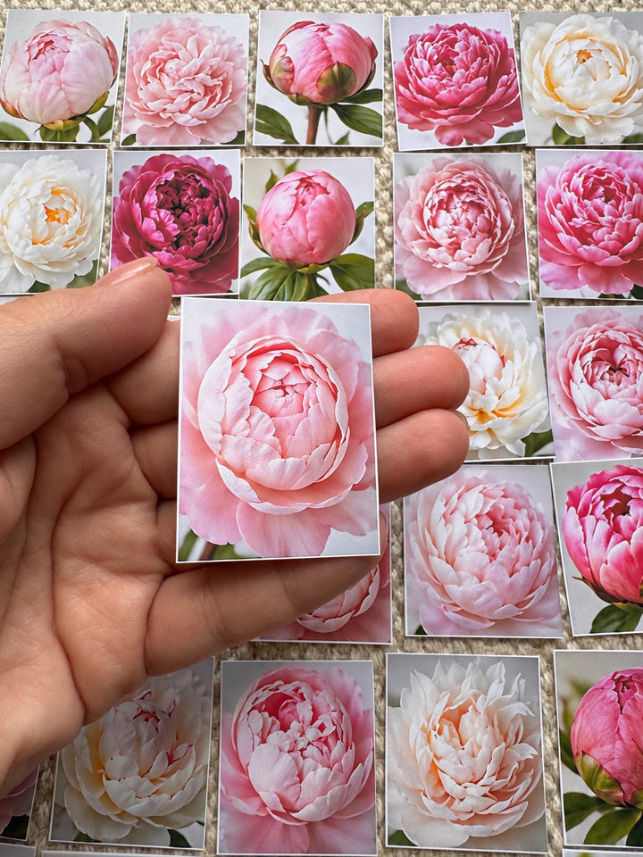 Set of 30 Peony Flower Stickers Set, Pink Peony Die Cuts, Floral Scrapbook Stickers, Romantic Journal Ephemera, Cottagecore Flower Pack