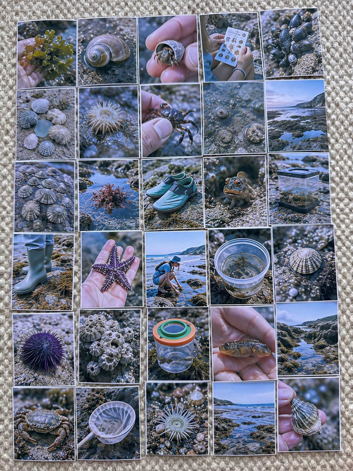 Set of 30 Rock Pool Stickers Set, Coastal Nature Stickers, Sea Life Scrapbook Stickers, Ocean Explorer Planner Stickers, Beach Journal Kit