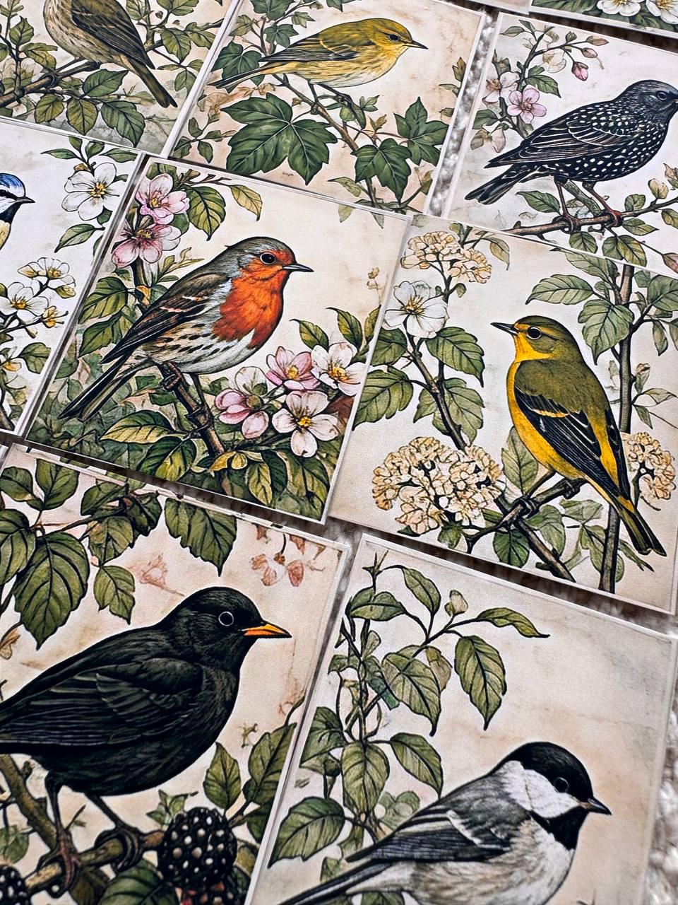 Set of 30 Vintage Bird Stickers Set, Botanical Bird Die Cuts, Cottagecore Scrapbook Stickers, Nature Journal Ephemera, Woodland Birds Pack