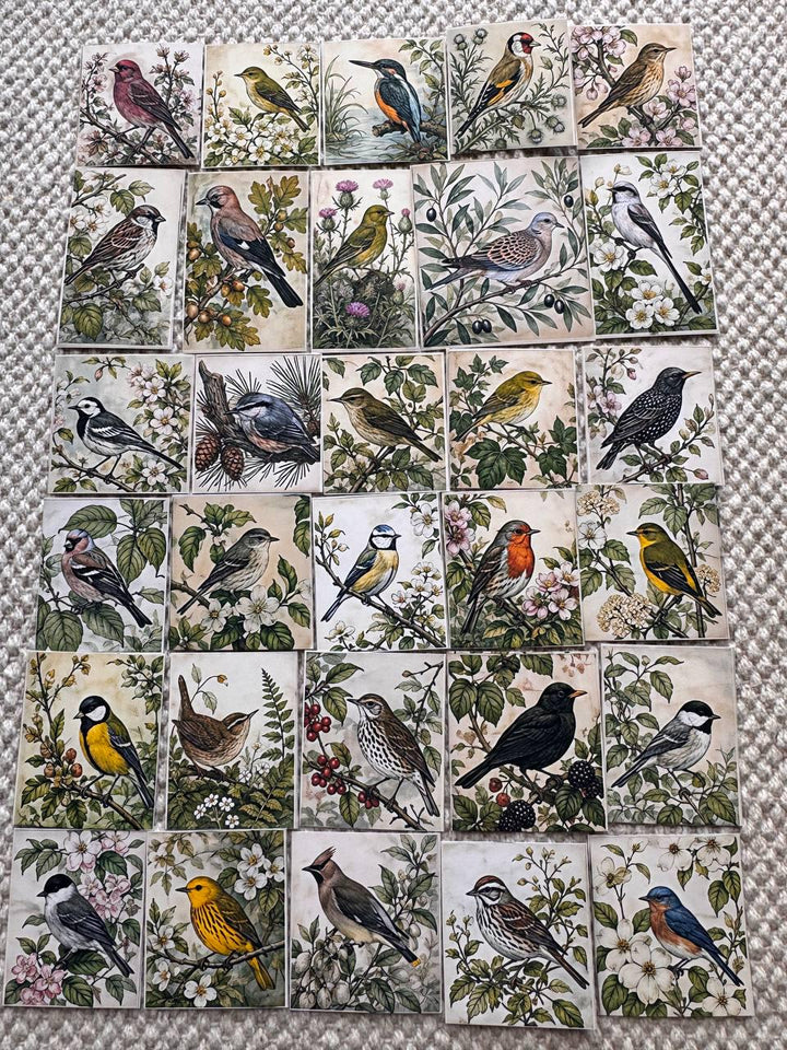 Set of 30 Vintage Bird Stickers Set, Botanical Bird Die Cuts, Cottagecore Scrapbook Stickers, Nature Journal Ephemera, Woodland Birds Pack