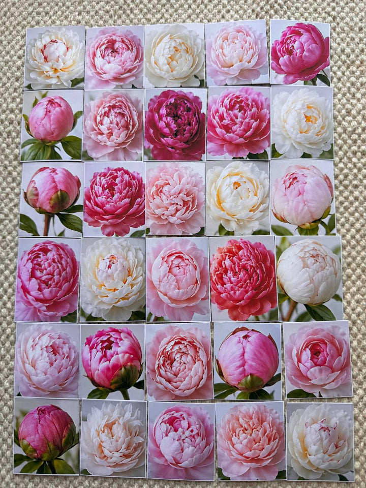 Set of 30 Peony Flower Stickers Set, Pink Peony Die Cuts, Floral Scrapbook Stickers, Romantic Journal Ephemera, Cottagecore Flower Pack