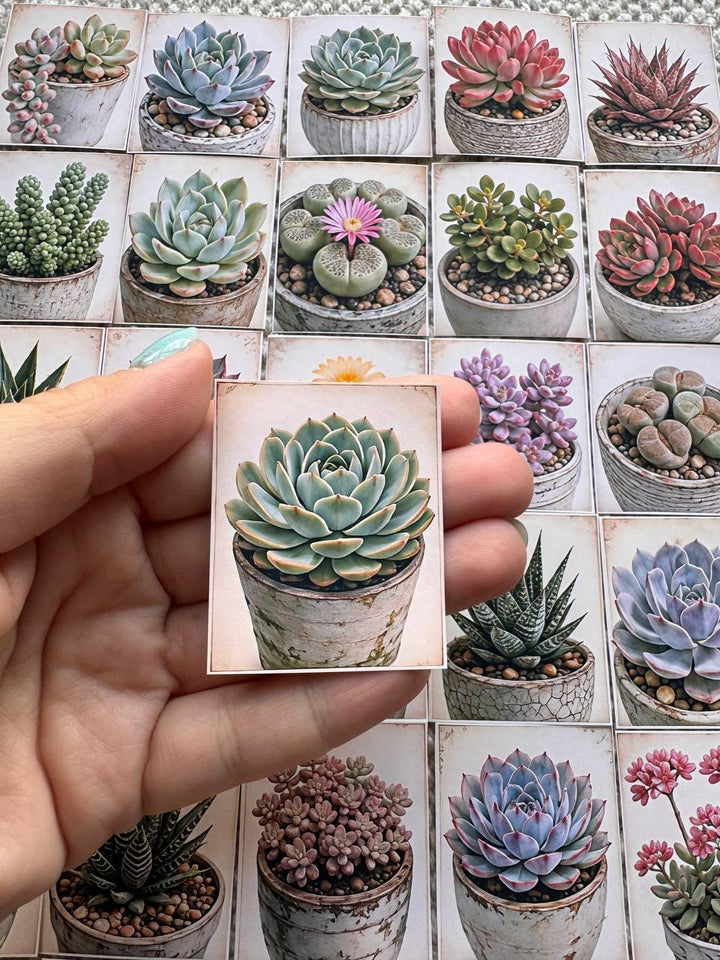 Set of 30 Succulent Stickers Set, Cactus & Succulent Die Cuts, Botanical Planner, Plant Lover Scrapbook Ephemera, Cottagecore Journal Pack