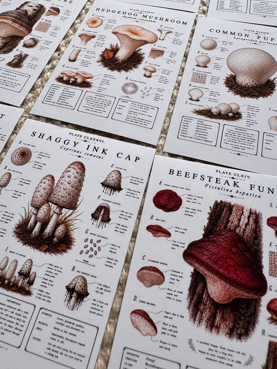 Vintage Mushroom Stickers Set of 16, Botanical Fungi Stickers, Cottagecore Nature Journal Stickers, Scrapbooking Decor, UK Handmade