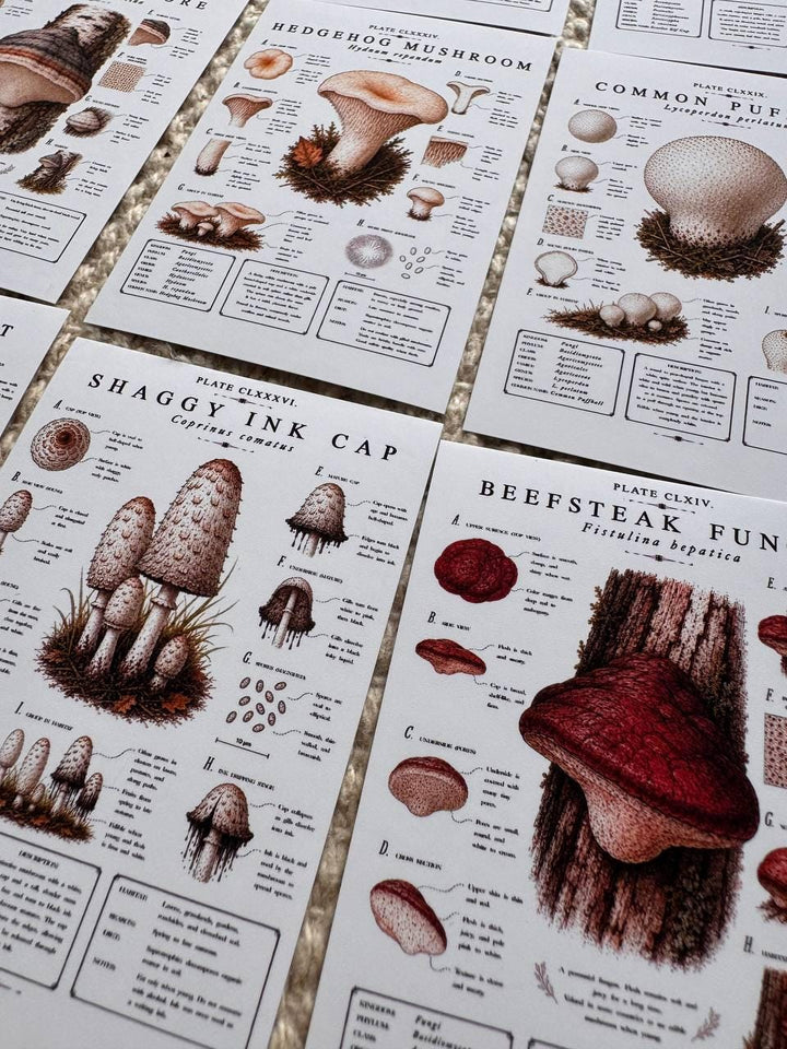 Vintage Mushroom Stickers Set of 16, Botanical Fungi Stickers, Cottagecore Nature Journal Stickers, Scrapbooking Decor, UK Handmade