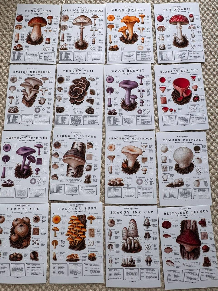 Vintage Mushroom Stickers Set of 16, Botanical Fungi Stickers, Cottagecore Nature Journal Stickers, Scrapbooking Decor, UK Handmade