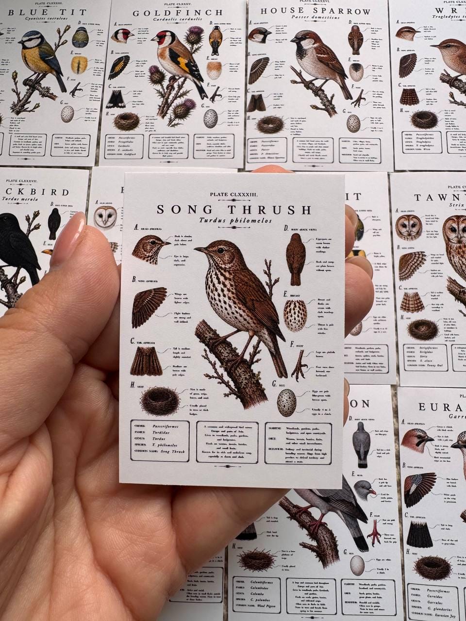 Vintage British Bird Stickers Set of 16, Botanical Bird Illustration Stickers, Nature Journal Stickers, UK Wildlife Birds