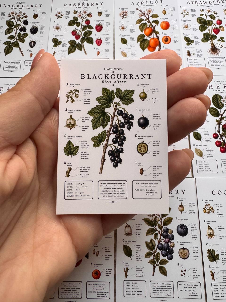 Vintage Fruit Stickers Set of 16, Botanical Fruit Illustrations, Cottagecore Journal Stickers, Fruit Ephemera, UK Handmade