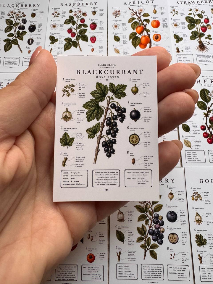 Vintage Fruit Stickers Set of 16, Botanical Fruit Illustrations, Cottagecore Journal Stickers, Fruit Ephemera, UK Handmade