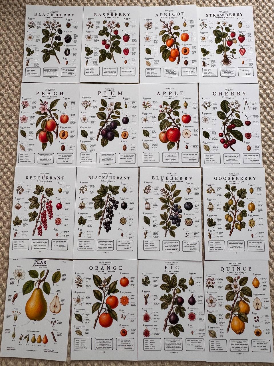 Vintage Fruit Stickers Set of 16, Botanical Fruit Illustrations, Cottagecore Journal Stickers, Fruit Ephemera, UK Handmade