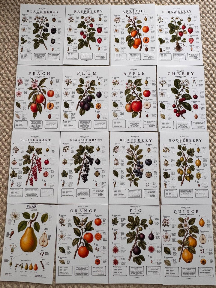 Vintage Fruit Stickers Set of 16, Botanical Fruit Illustrations, Cottagecore Journal Stickers, Fruit Ephemera, UK Handmade