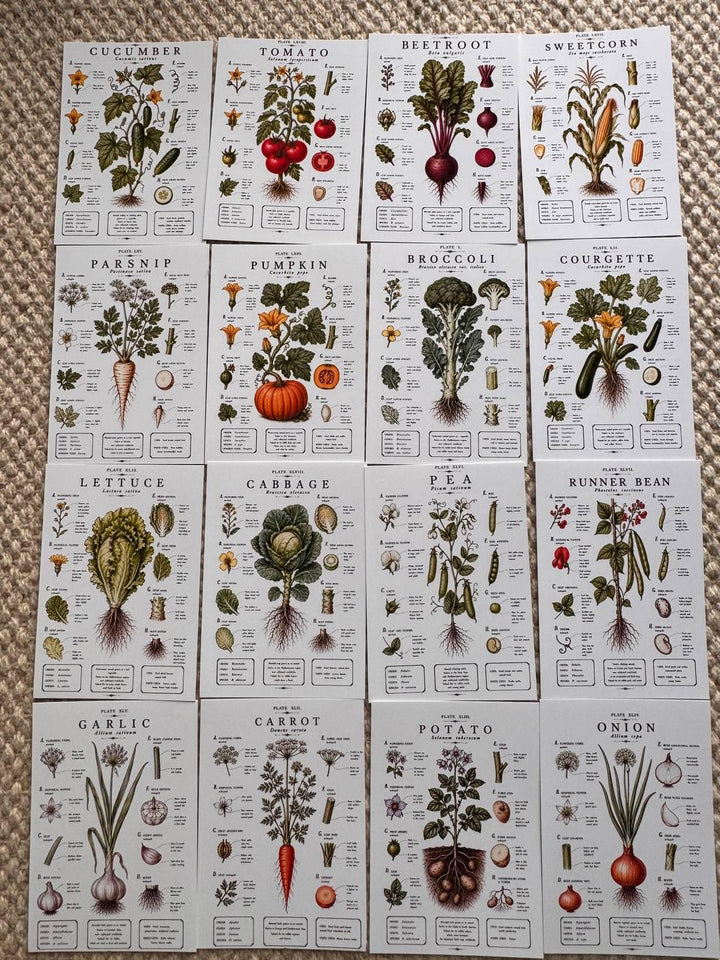 Vintage Vegetable Stickers Set of 16, Botanical Garden Stickers, Vegetable Journal Ephemera, Cottagecore Scrapbook, UK Handmade