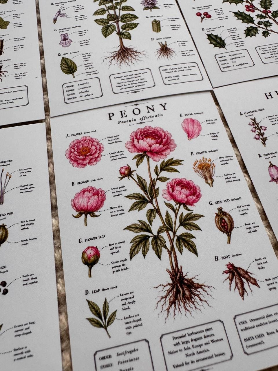 Vintage Botanical Stickers Set of 16, Botanical Illustration Stickers, Flower Study Stickers, Junk Journal Ephemera, Handmade in UK