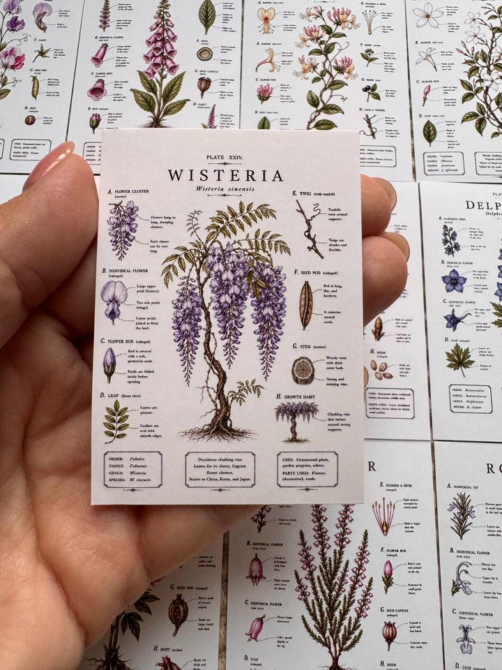 Vintage Botanical Stickers Set of 16, Botanical Illustration Stickers, Flower Study Stickers, Junk Journal Ephemera, Handmade in UK