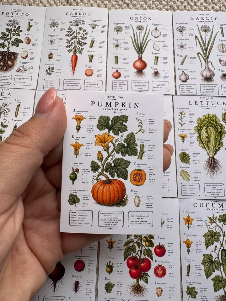 Vintage Vegetable Stickers Set of 16, Botanical Garden Stickers, Vegetable Journal Ephemera, Cottagecore Scrapbook, UK Handmade