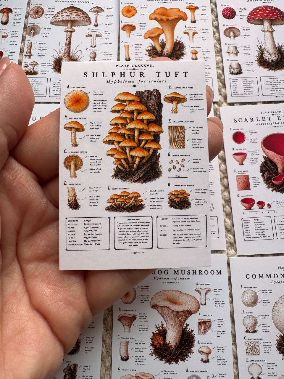 Vintage Mushroom Stickers Set of 16, Botanical Fungi Stickers, Cottagecore Nature Journal Stickers, Scrapbooking Decor, UK Handmade