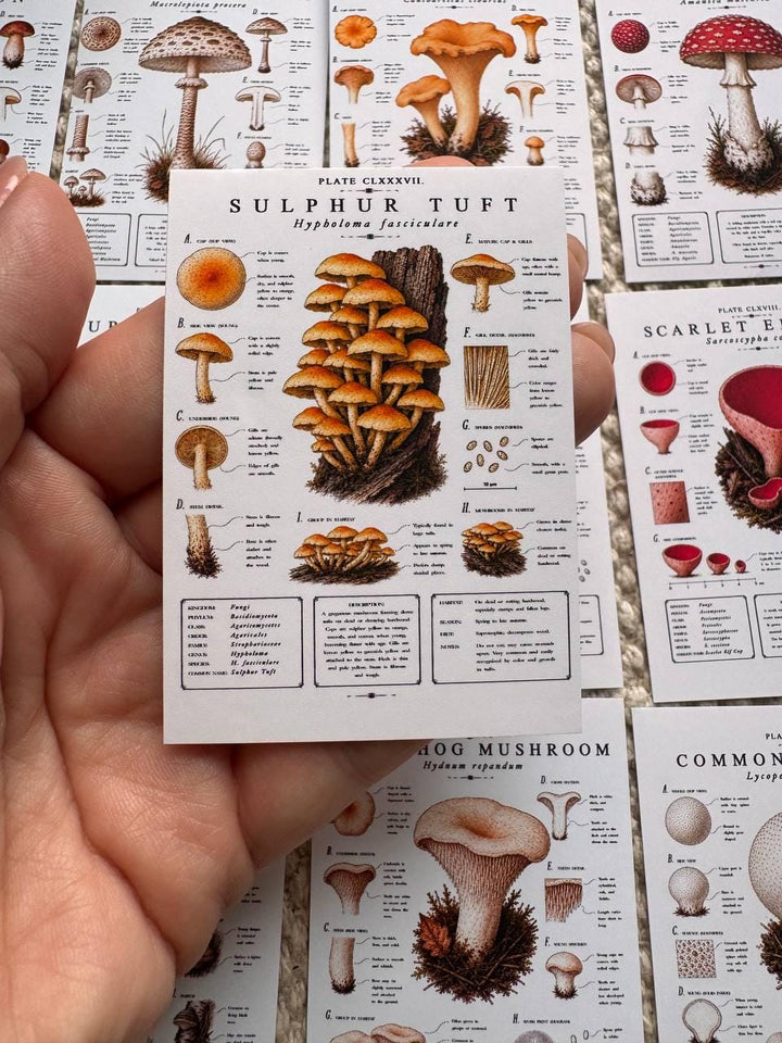 Vintage Mushroom Stickers Set of 16, Botanical Fungi Stickers, Cottagecore Nature Journal Stickers, Scrapbooking Decor, UK Handmade