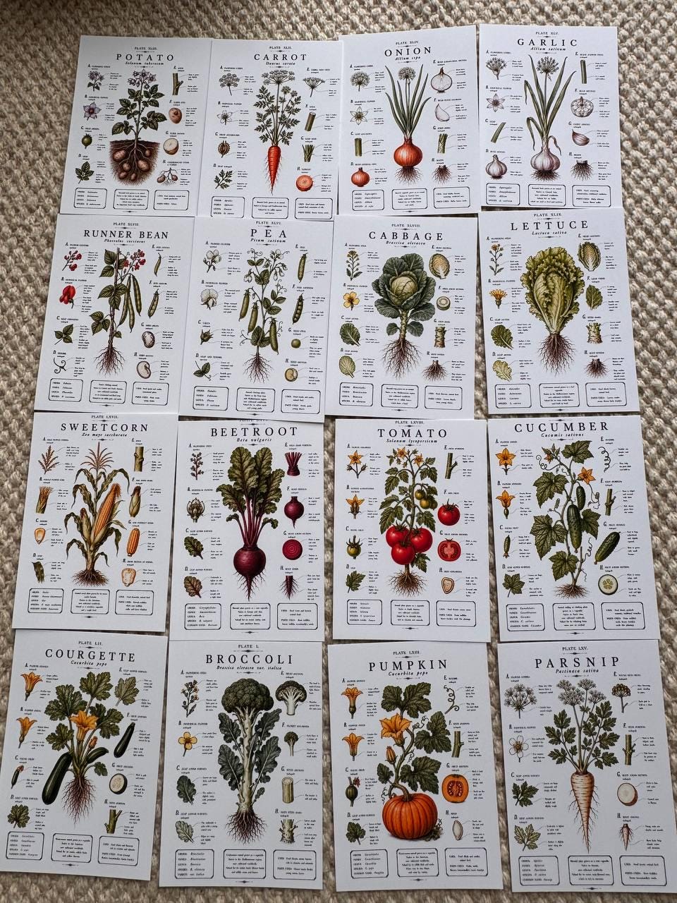 Vintage Vegetable Stickers, Botanical Illustration Pack, Garden Journal Decor UK