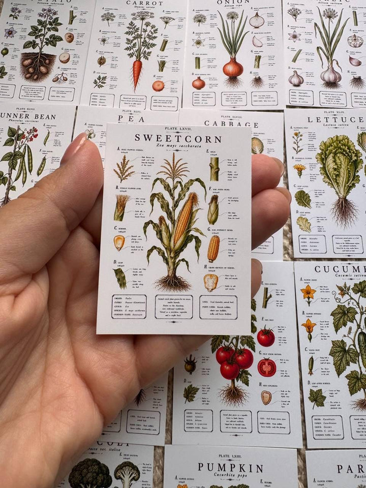 Vintage Vegetable Stickers, Botanical Illustration Pack, Garden Journal Decor UK
