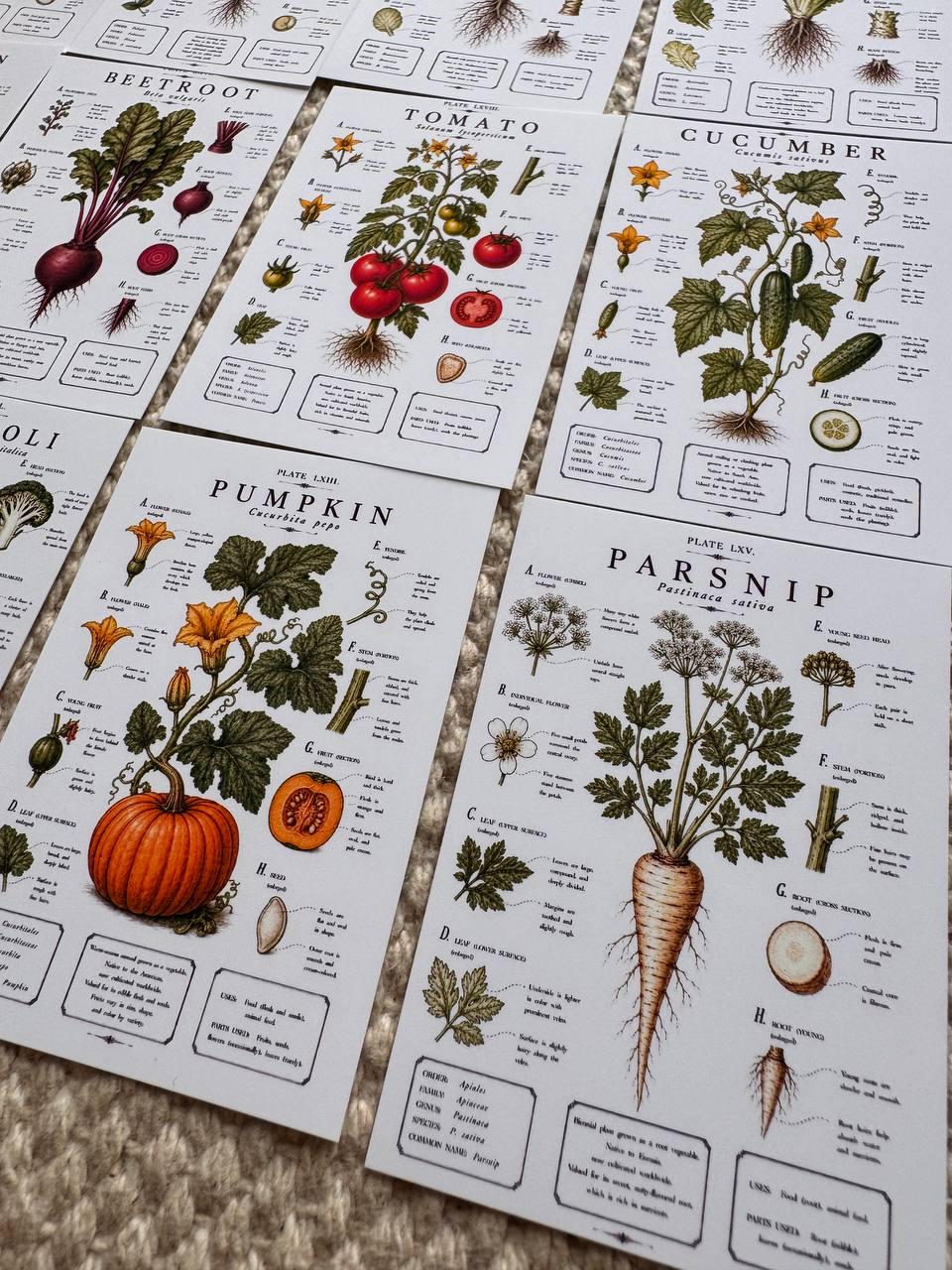 Vintage Vegetable Stickers, Botanical Illustration Pack, Garden Journal Decor UK