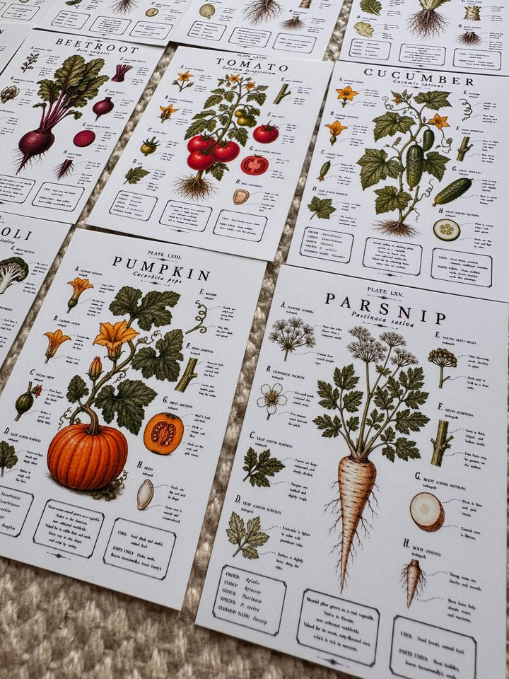 Vintage Vegetable Stickers, Botanical Illustration Pack, Garden Journal Decor UK
