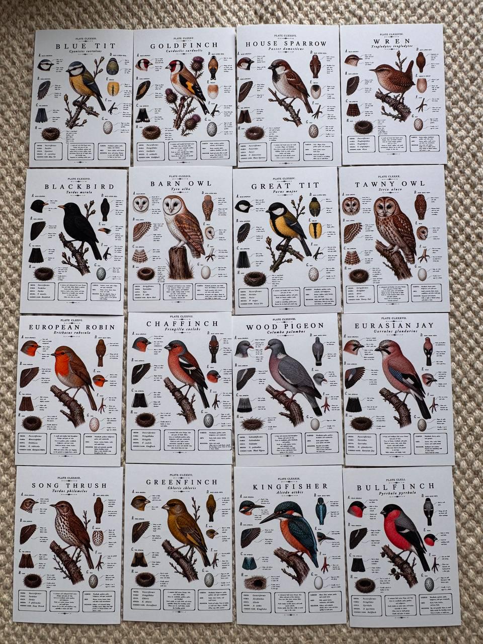 Vintage British Bird Stickers Set of 16, Botanical Bird Illustration Stickers, Nature Journal Stickers, UK Wildlife Birds