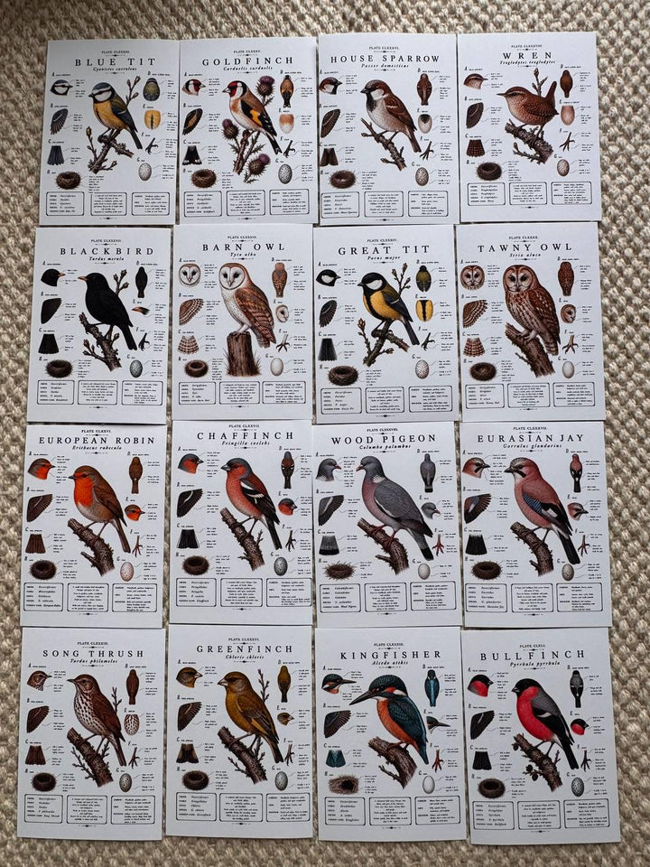 Vintage British Bird Stickers Set of 16, Botanical Bird Illustration Stickers, Nature Journal Stickers, UK Wildlife Birds