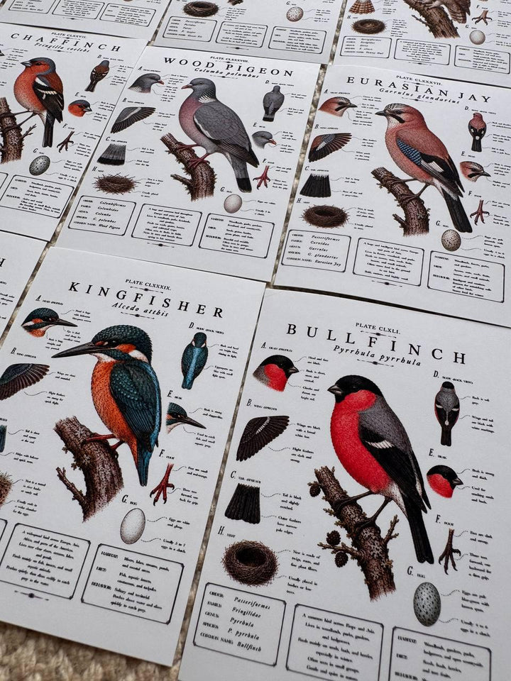 Vintage British Bird Stickers Set of 16, Botanical Bird Illustration Stickers, Nature Journal Stickers, UK Wildlife Birds
