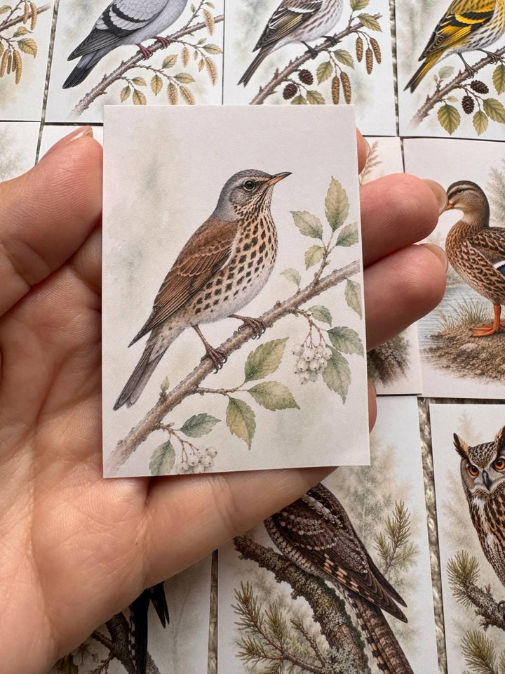 Vintage Bird Stickers Set of 16, British Wildlife Birds, Nature Journal Stickers, Birdwatching Ephemera, UK Handmade