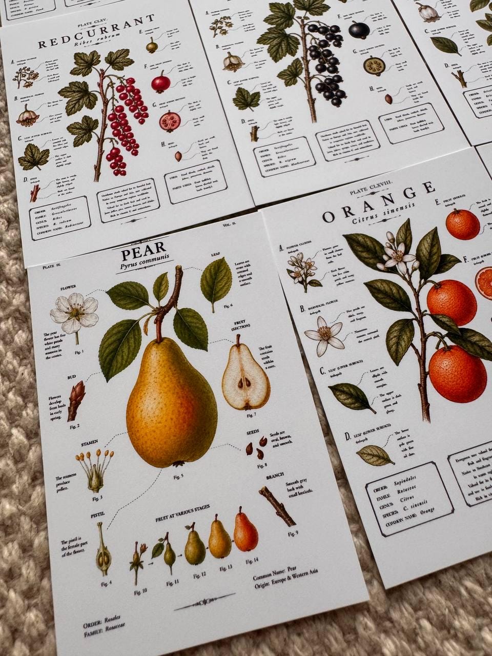 Vintage Fruit Stickers Set of 16, Botanical Fruit Illustrations, Cottagecore Journal Stickers, Fruit Ephemera, UK Handmade