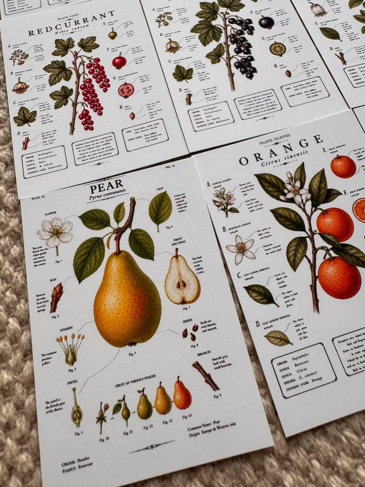 Vintage Fruit Stickers Set of 16, Botanical Fruit Illustrations, Cottagecore Journal Stickers, Fruit Ephemera, UK Handmade