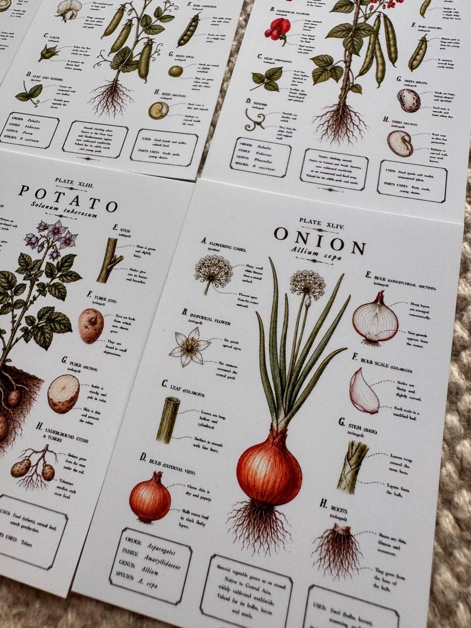 Vintage Vegetable Stickers Set of 16, Botanical Garden Stickers, Vegetable Journal Ephemera, Cottagecore Scrapbook, UK Handmade