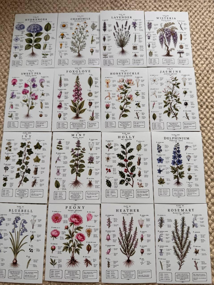 Vintage Botanical Stickers Set of 16, Botanical Illustration Stickers, Flower Study Stickers, Junk Journal Ephemera, Handmade in UK