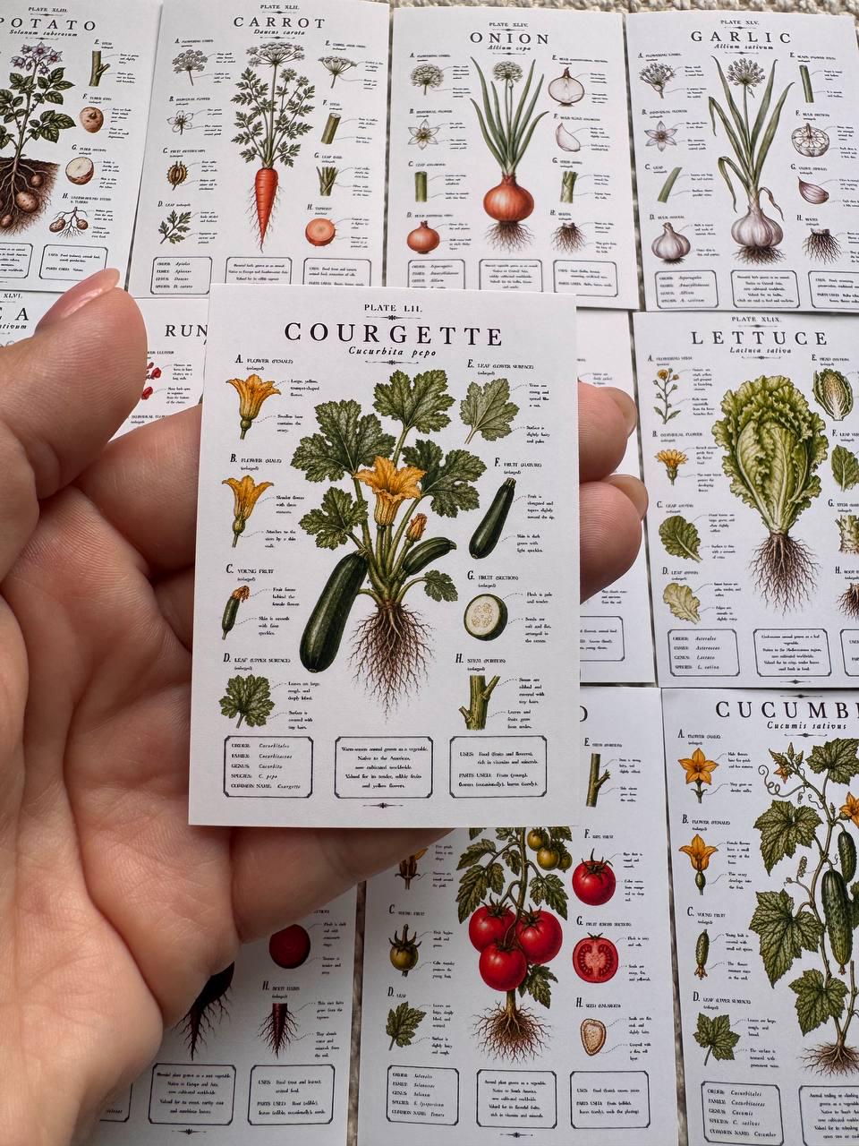 Vintage Vegetable Stickers Set of 16, Botanical Garden Stickers, Vegetable Journal Ephemera, Cottagecore Scrapbook, UK Handmade