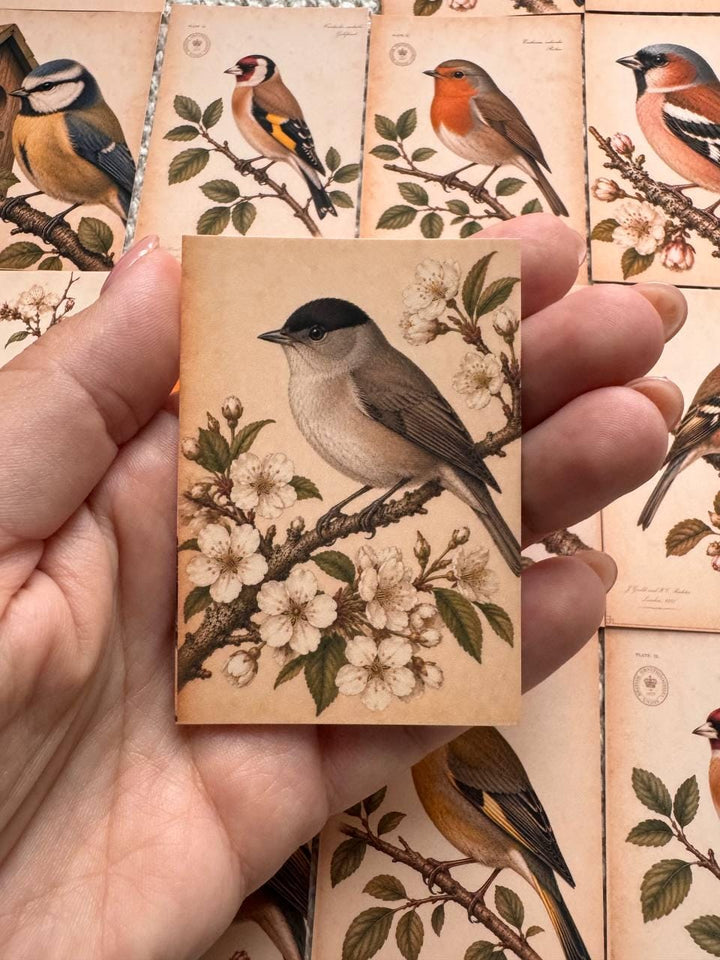 Vintage British Bird Stickers Set of 16, Robin Blue Tit Goldfinch Finch Nature Journal Stickers Bird Lover Gift UK Handmade
