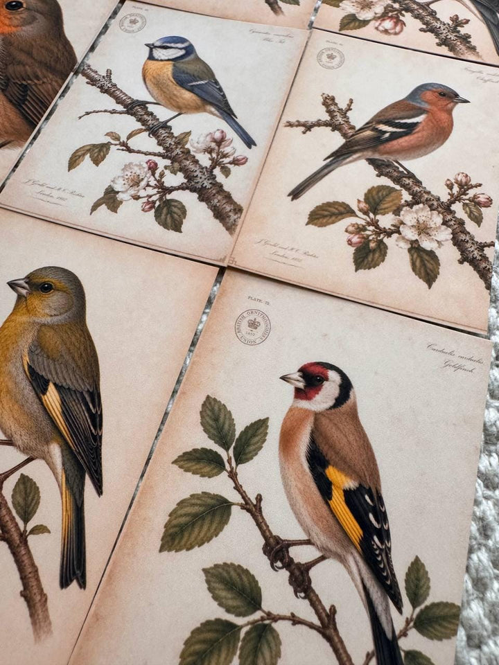 Vintage British Bird Stickers Set of 16, Robin Blue Tit Goldfinch Finch Nature Journal Stickers Bird Lover Gift UK Handmade