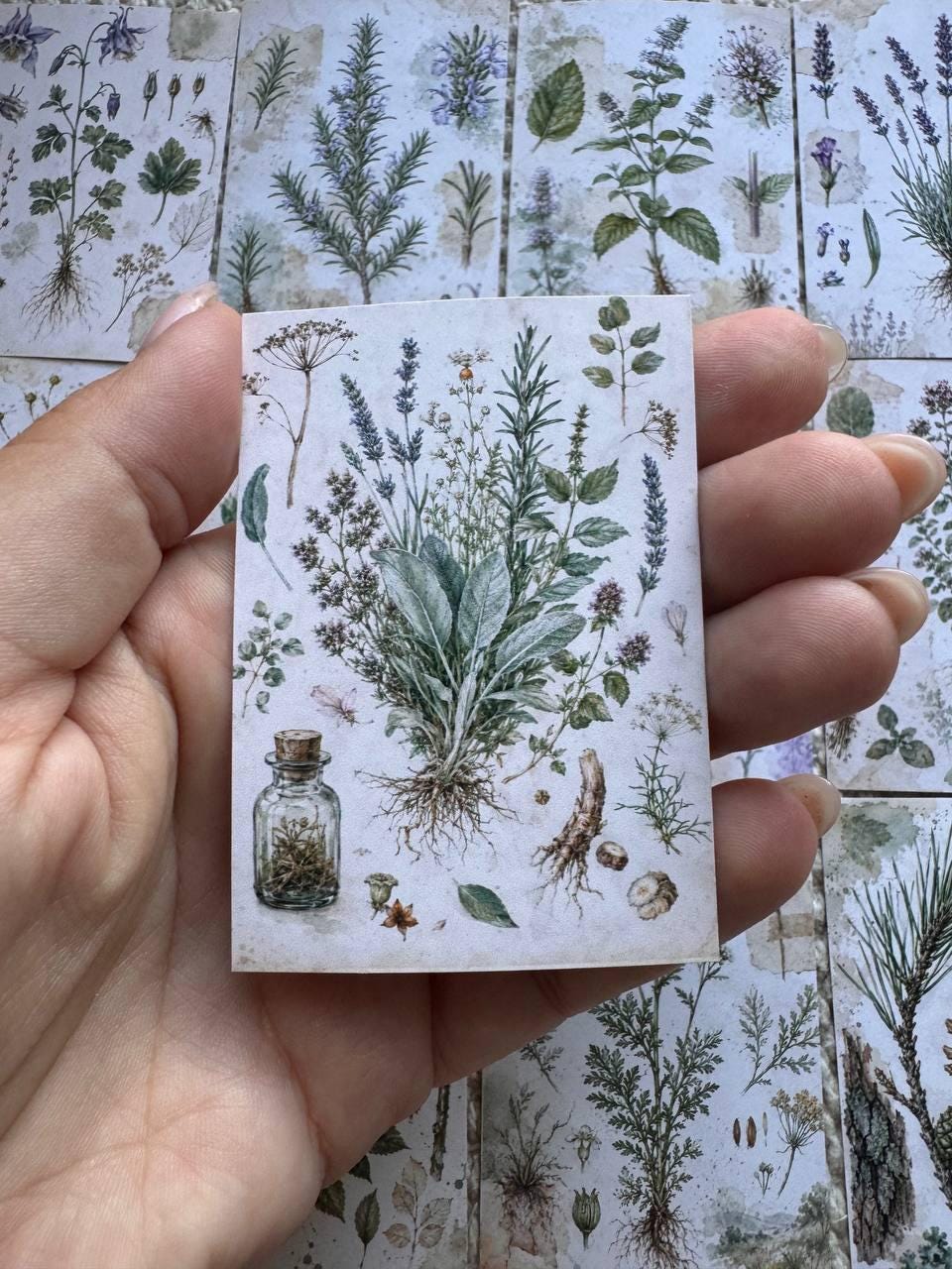 Vintage Botanical Herb Stickers Set of 16, Herbarium Watercolor Stickers, Nature Journal, Junk Journal, Handmade in the UK Decor