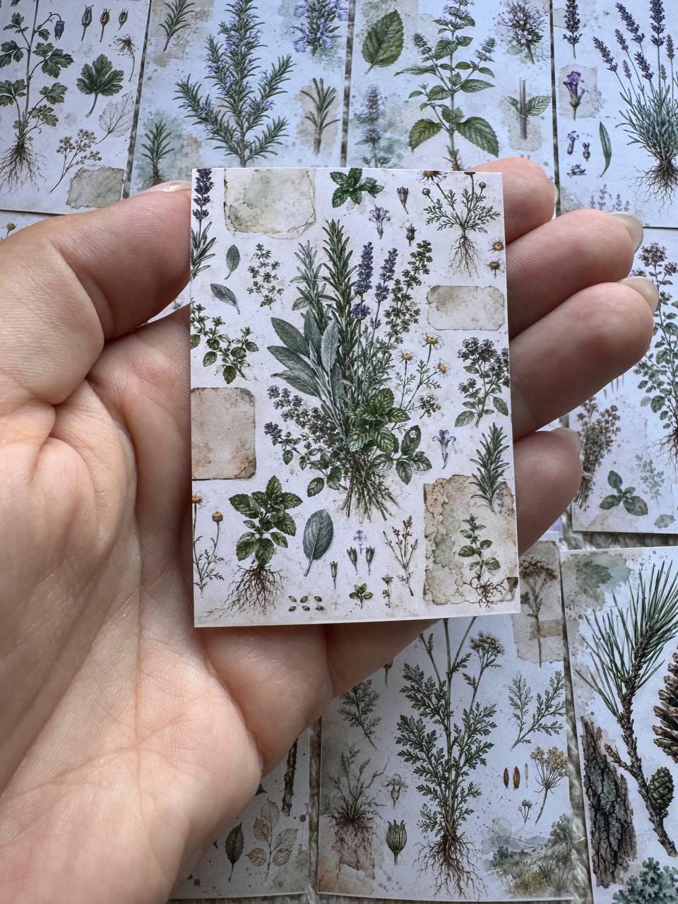 Vintage Botanical Herb Stickers Set of 16, Herbarium Watercolor Stickers, Nature Journal, Junk Journal, Handmade in the UK Decor