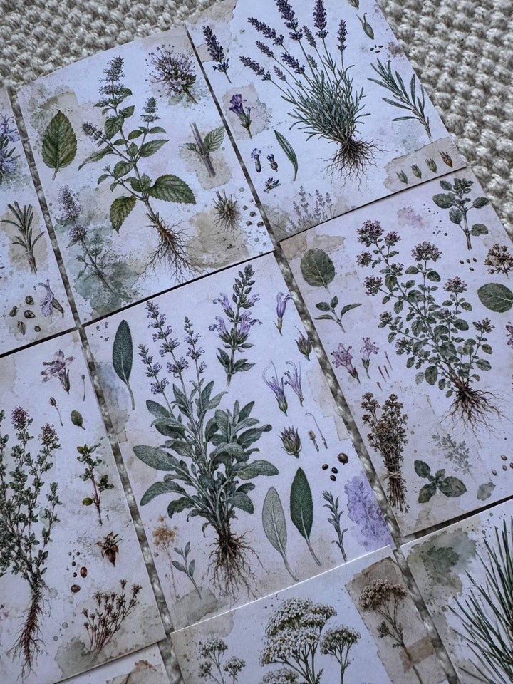 Vintage Botanical Herb Stickers Set of 16, Herbarium Watercolor Stickers, Nature Journal, Junk Journal, Handmade in the UK Decor