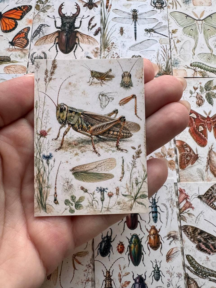 Vintage Entomology Stickers Set of 16, Butterfly & Insect Watercolor Stickers, Nature Junk Journal, Handmade in the UK Decor