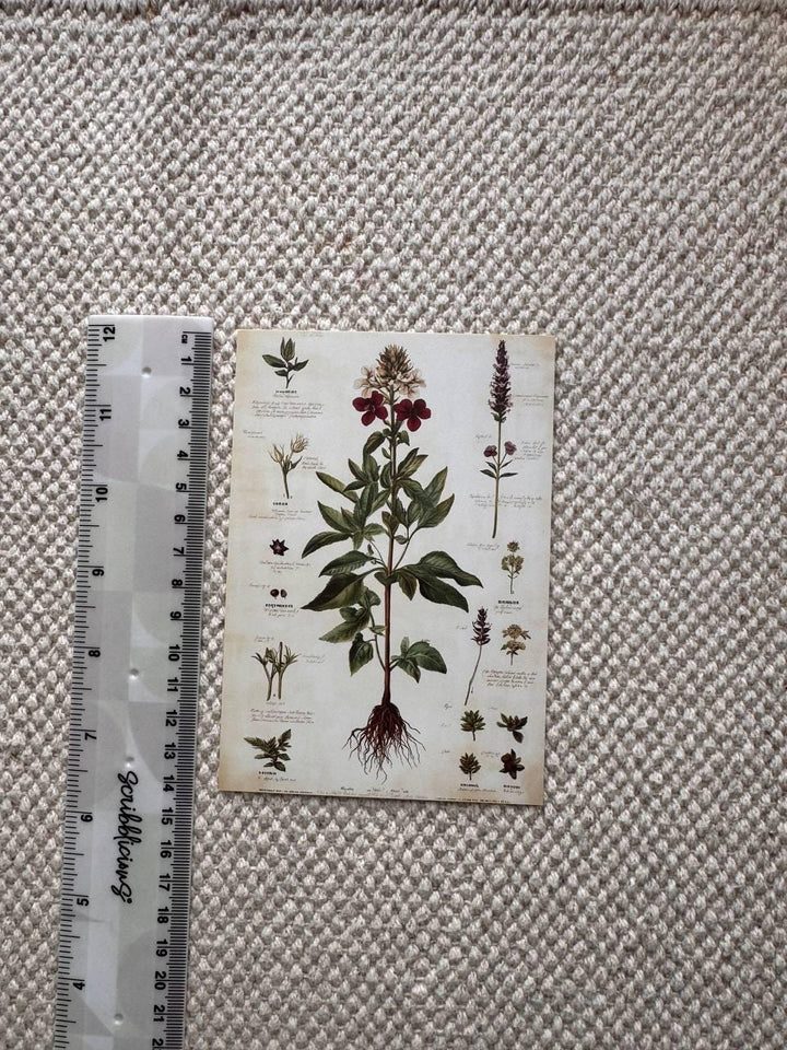 Set of 20, Vintage Botanical Postcard , Botanical Ephemera Cards, Junk Journal Supplies, Nature Collage Cards