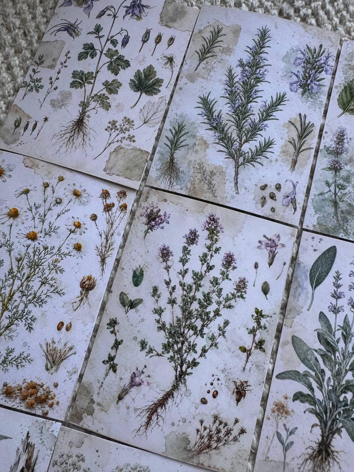 Vintage Botanical Herb Stickers Set of 16, Herbarium Watercolor Stickers, Nature Journal, Junk Journal, Handmade in the UK Decor