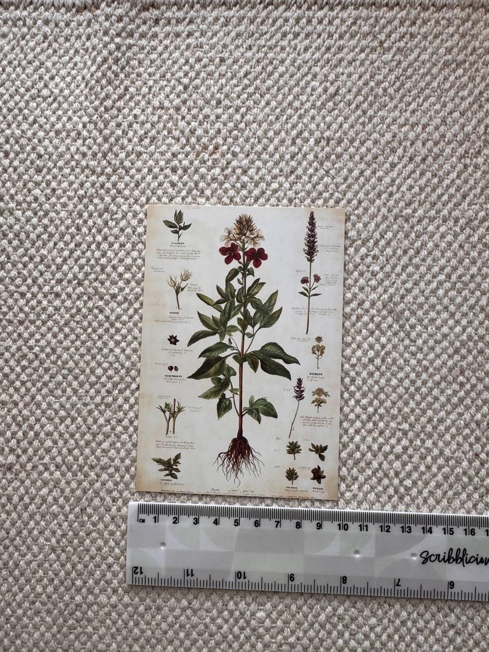 Set of 20, Vintage Botanical Postcard , Botanical Ephemera Cards, Junk Journal Supplies, Nature Collage Cards