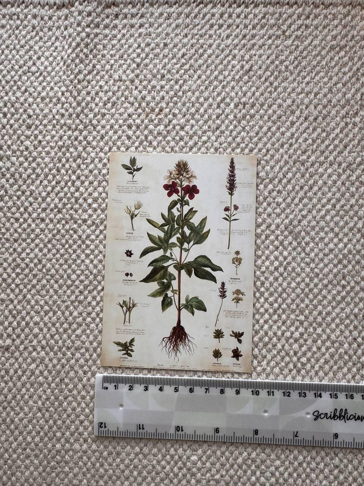 Set of 20, Vintage Botanical Postcard , Botanical Ephemera Cards, Junk Journal Supplies, Nature Collage Cards