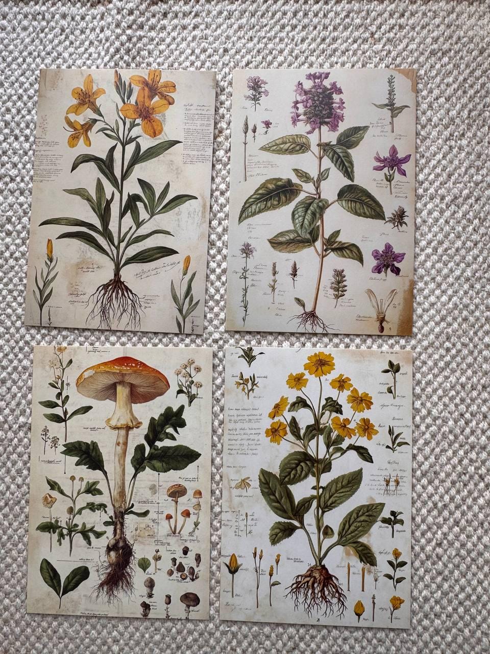 Set of 20, Vintage Botanical Postcard , Botanical Ephemera Cards, Junk Journal Supplies, Nature Collage Cards